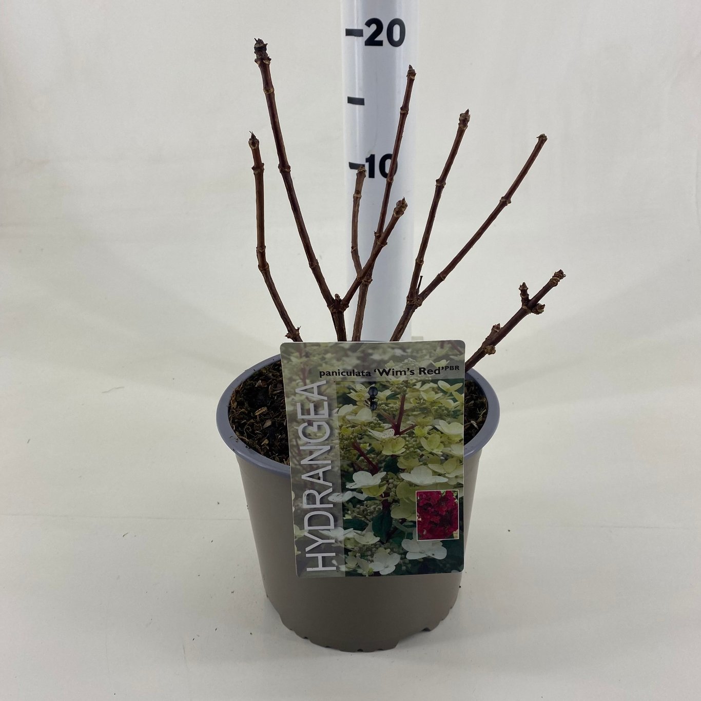 Hydrangea pan. 'Wim's Red' - C3 20-30 CM